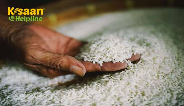 ईडी पीएमएलए के तहत 800,000 टन धान को हटाने की सहमति